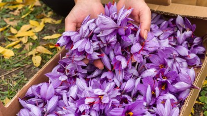 mani di donna che raccolgono fiori di zafferano naturale biologico Roseto degli Abruzzi a Teramo